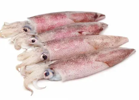 CALAMARI INTERO 4P MAROCCO AL KG