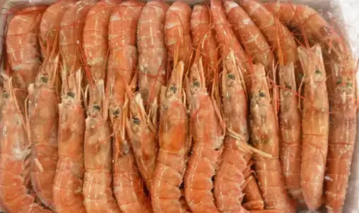 GAMBERI ARG.L2 ARBUMASA KG. 2