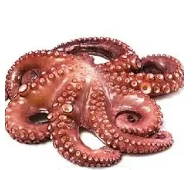 POLPO IQF T3 MAROCCO TAKO P.V