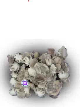 00520 - POLPI MOSCARDINI 20/40/60 KG 1 SG.