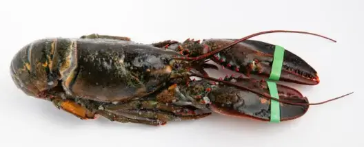 00919 - ASTICE RETE 400/450 IQF KG 1 X 5