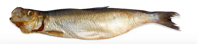 ARINGHE ARGENTATE KG 3,4 XXL GHEZZI