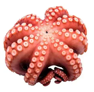 POLPO IQF T6 MAROCCO 800/1200 CT DA KG.12 AL KG.