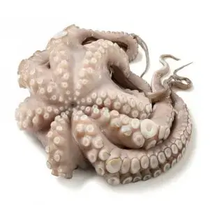 POLPO INDOP. 2000/3000 CT DA 10 KG.