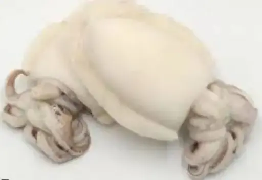 [AGRIFISH17] SEPPIE GHANA 800/1000 IQF PULIT. 12 KG