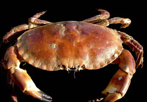 [AGRIFISH8] GRANCHIO 8/10 PULIT.TAGLI. 4X1,5 KG