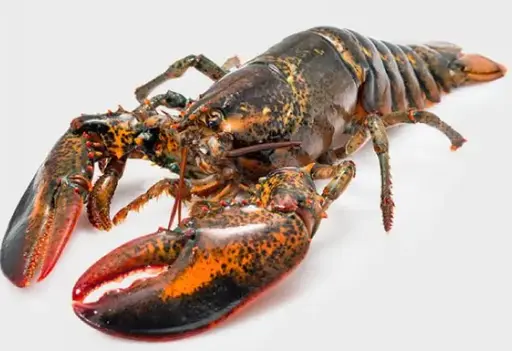 [CDAS06658] B/ASTICE 300/500CSFUSO IQF SFUSO