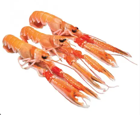 [EFFEGI90463] SCAMPI 8/12 GR. 1000 SGOCC. GR. 750