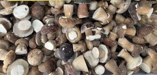 [X00800222] FUNGHI PORCINI DI SECONDA ERSILIA AL KG.